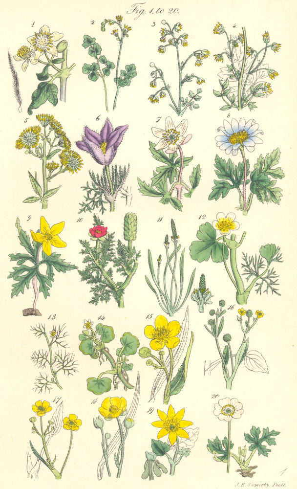 WILD FLOWERS. Pasque Anemone Crowfoot Spearwort Celandine Pilewort. SOWERBY 1890